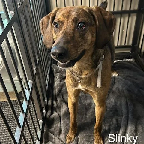 Slinky