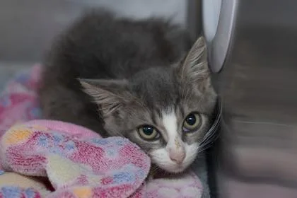 A young small-sized male Domestic Short Hair cat named B Trevor for adoption in North Charleston, SC
