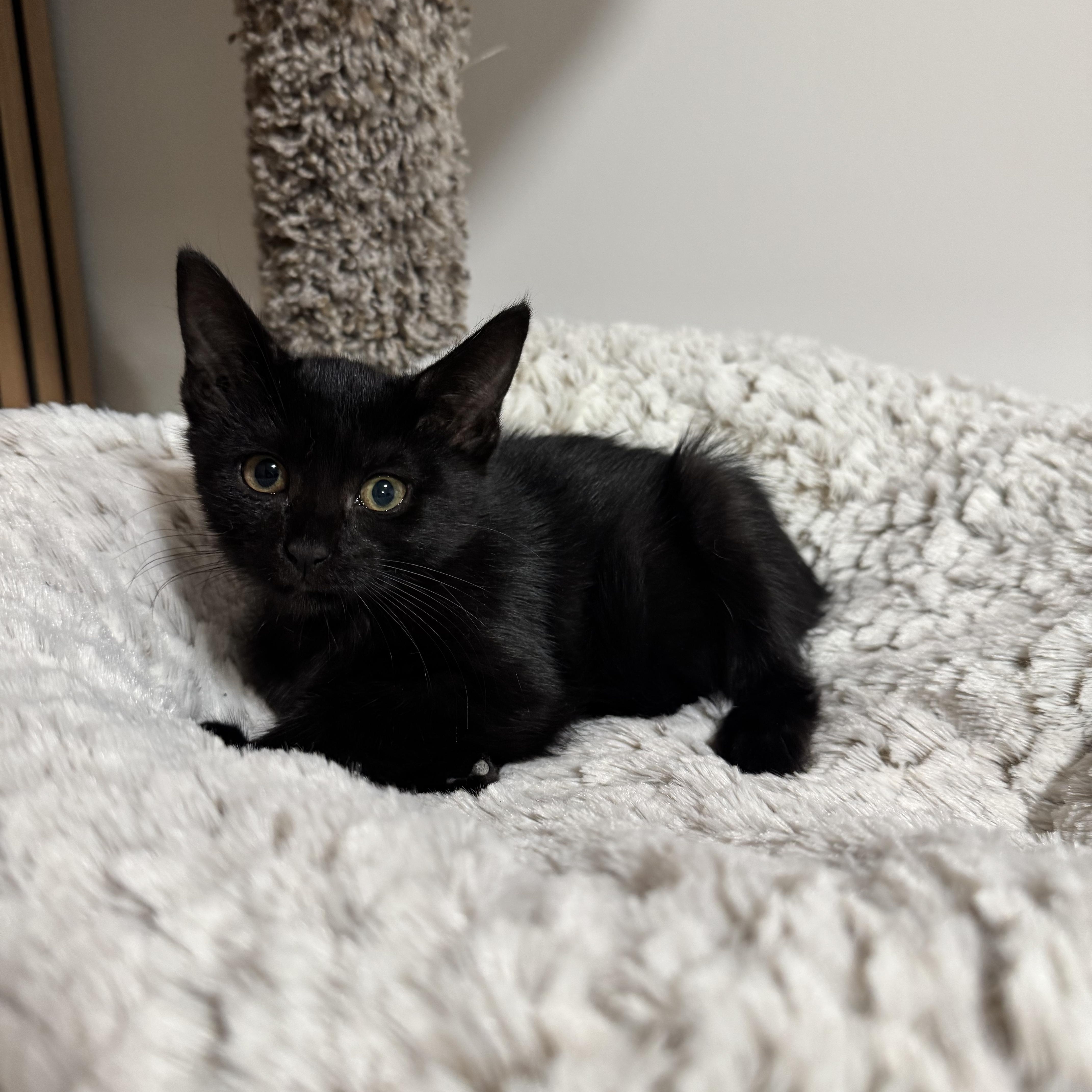 A baby small-sized male Domestic Medium Hair cat named Maxi & Minnie for adoption in Brooklyn, NY