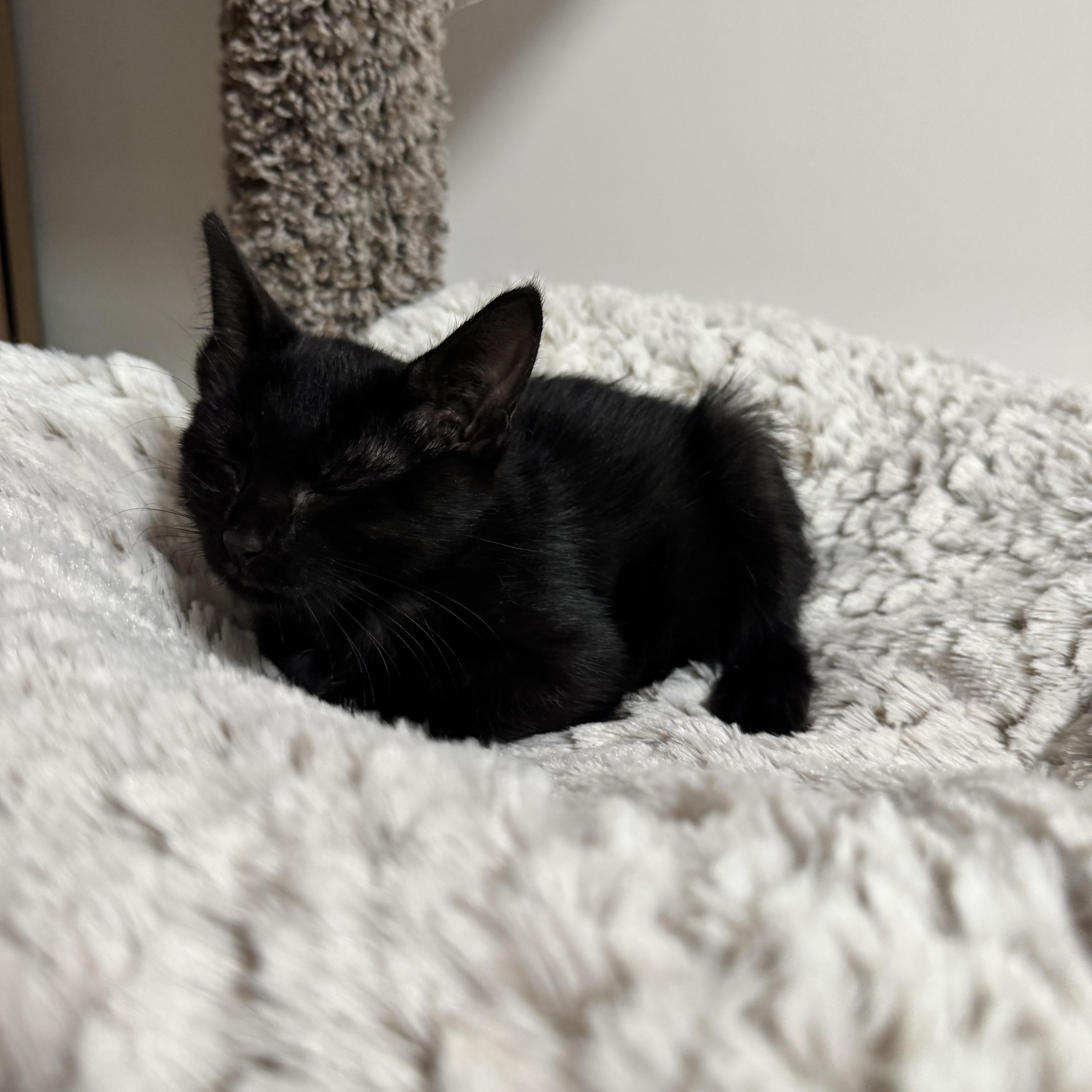Maxi & Minnie thumbnail 4