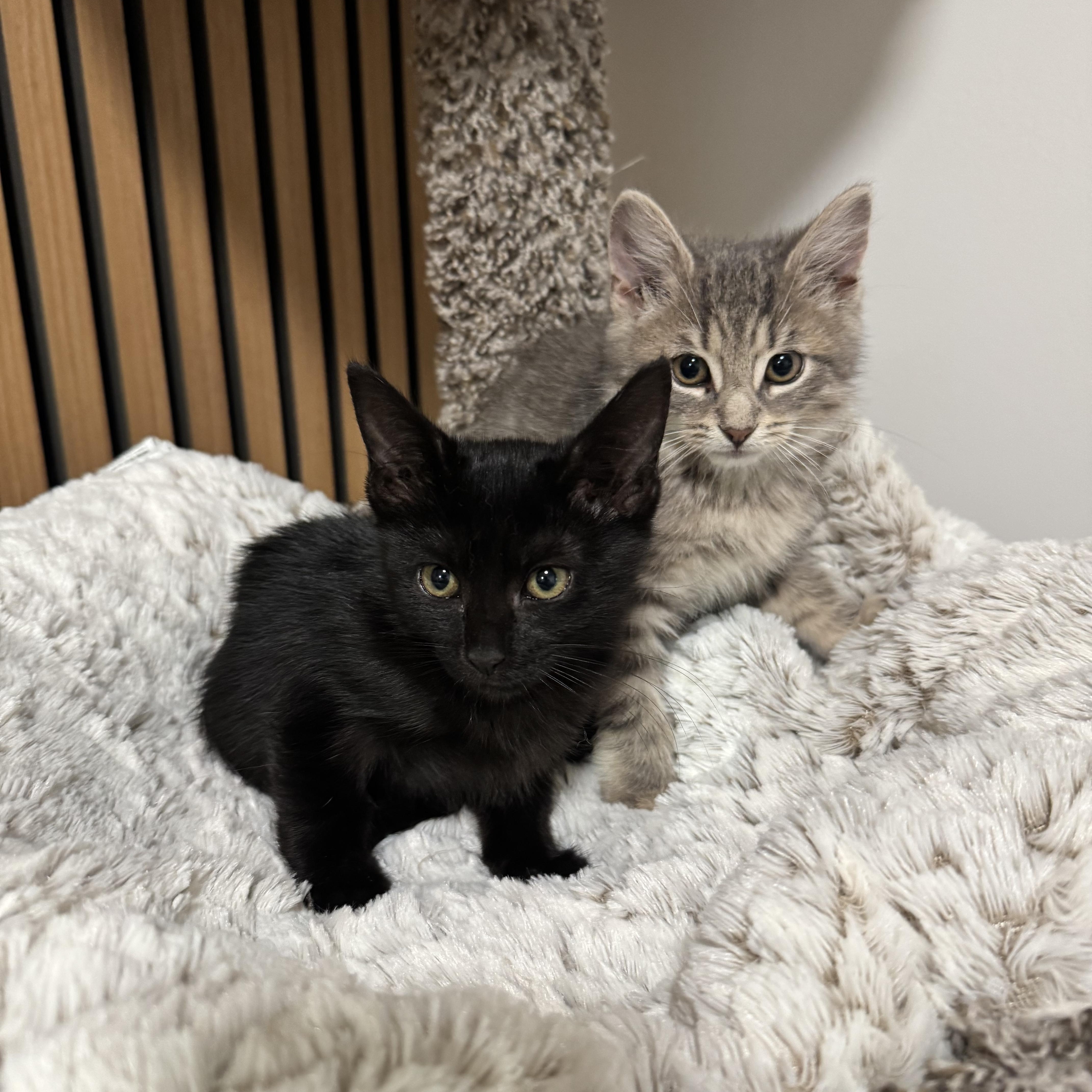Maxi & Minnie thumbnail 6