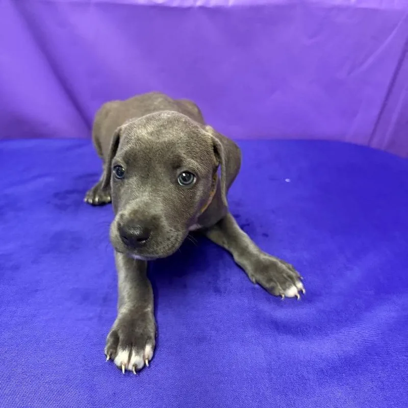 A baby small-sized female Gray / Blue / Silver Pit Bull Terrier dog named Trixie for adoption in North Myrtle Beach, SC