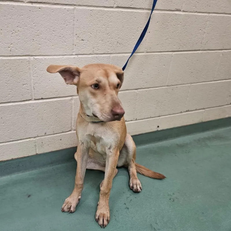 A young medium-sized female Yellow / Tan / Blond / Fawn Mixed Breed dog named Janice Flowers for adoption in Memphis, TN