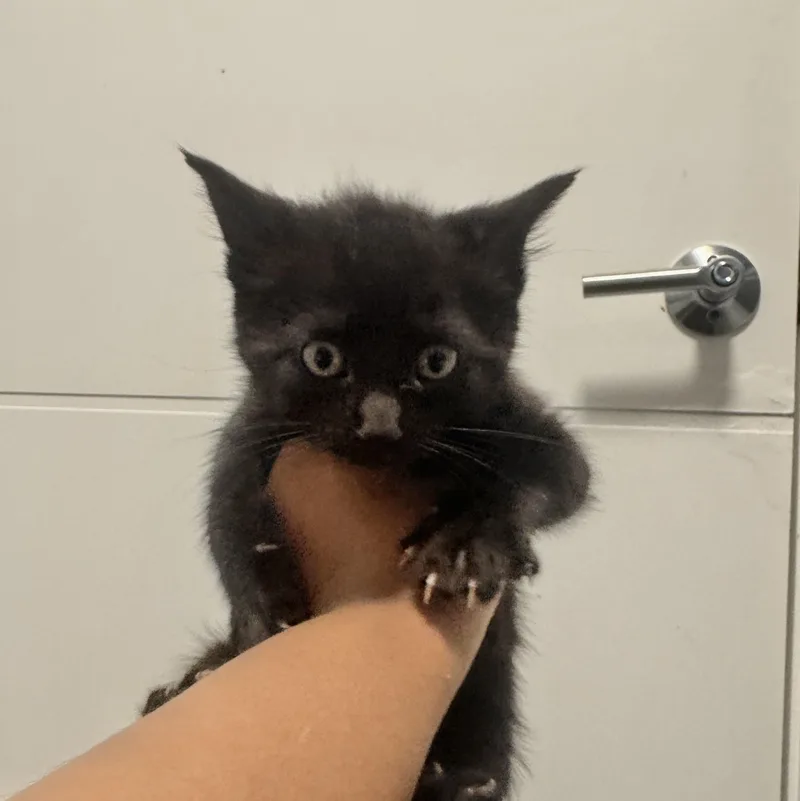 A baby small-sized female Black Tuxedo cat named Amethyst for adoption in Bayonne, NJ