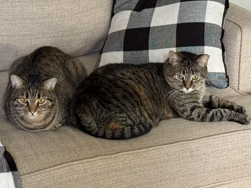 An adult medium-sized female Domestic Short Hair cat named Olivia Bonded With Ms. for adoption in Ballwin, MO
