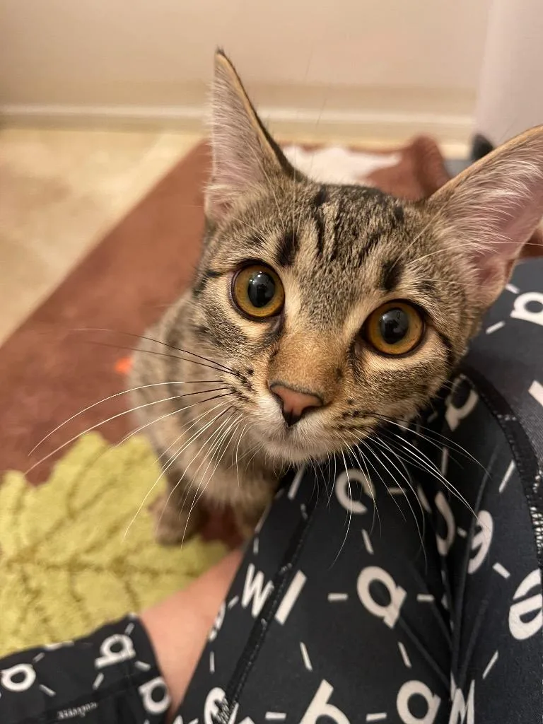 Olivia Bonded With Ms. thumbnail 2