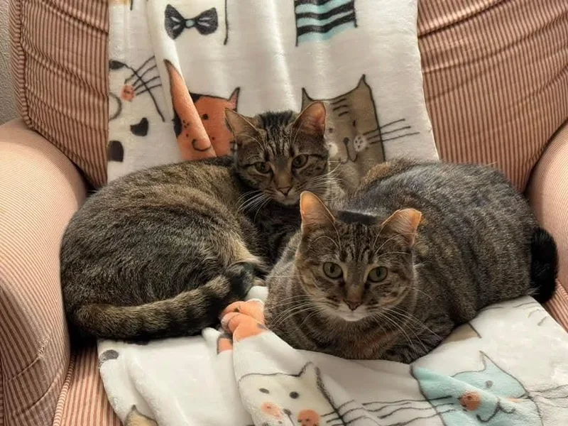 Olivia Bonded With Ms. thumbnail 3