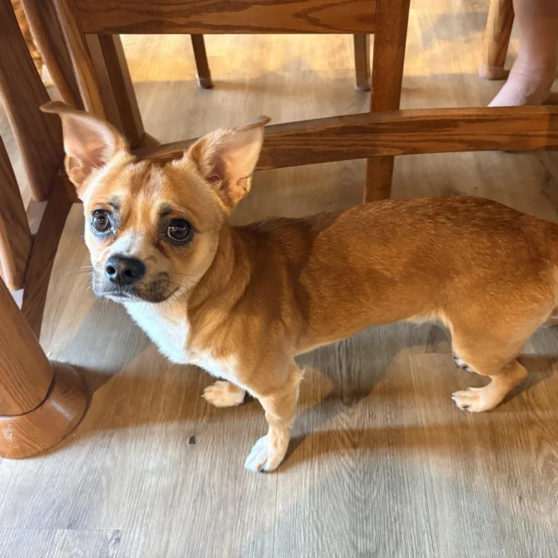 An adult small-sized male Yellow / Tan / Blond / Fawn Mixed Breed dog named Ryder for adoption in Cashmere, WA