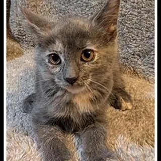 A baby small-sized female Tortoiseshell Domestic Short Hair cat named Peony for adoption in Madison, WI