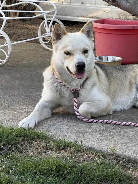 An adult large-sized male Siberian Husky dog named Shohei for adoption in Stockton, CA