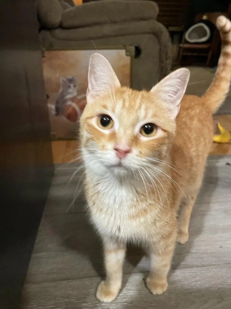 A young medium-sized male Domestic Short Hair cat named Toby for adoption in Rice Lake, WI