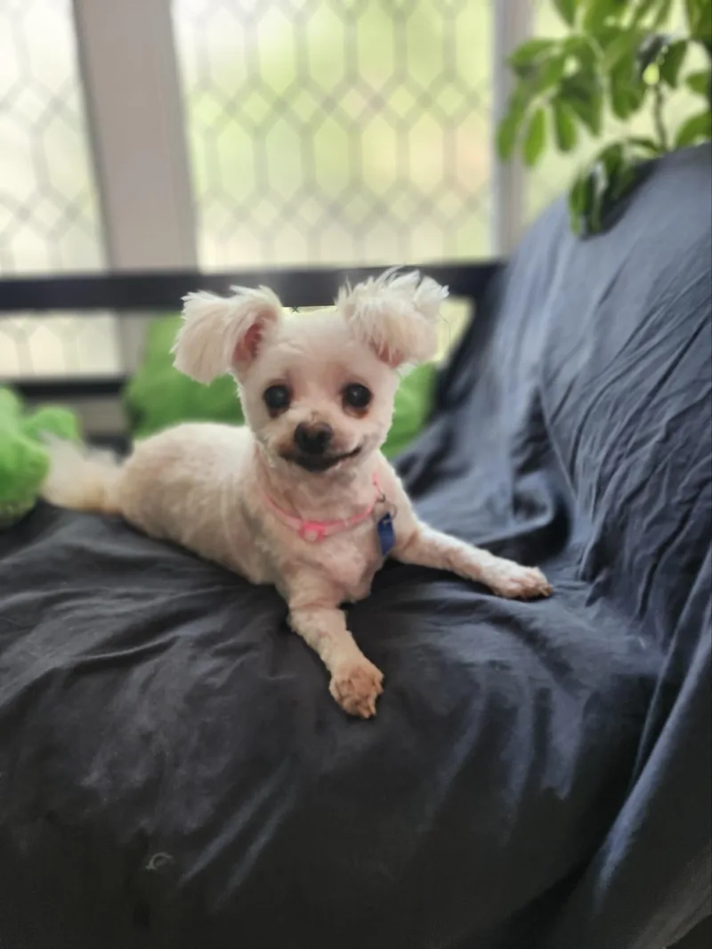A senior small-sized female White / Cream Maltese dog named Molly for adoption in Maumee, OH