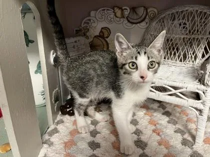 A young small-sized male Domestic Short Hair cat named Jack for adoption in Beatrice, NE