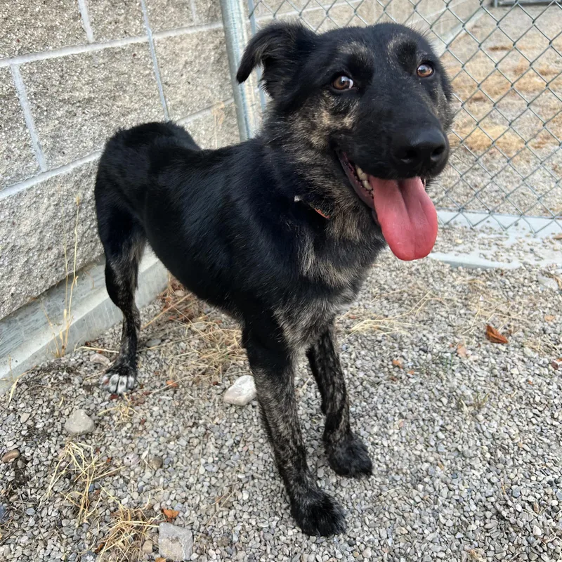 A baby medium-sized female Brindle Shepherd dog named Cher for adoption in Lindon, UT