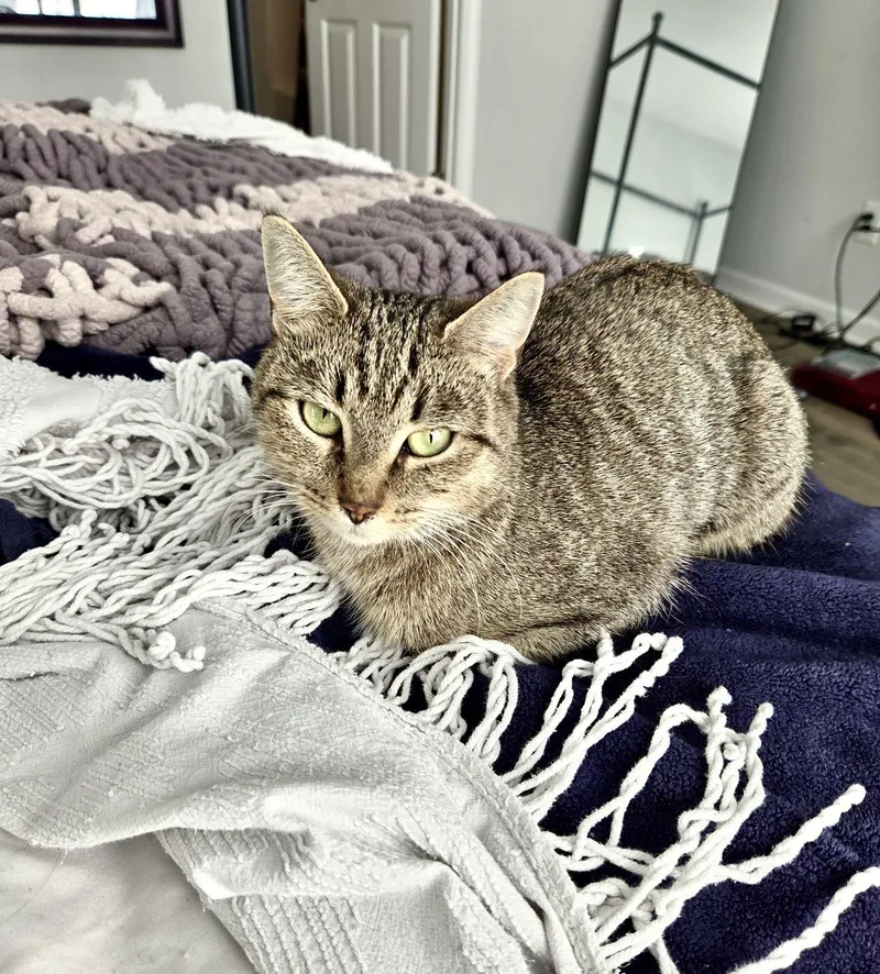 Chimichanga thumbnail 2