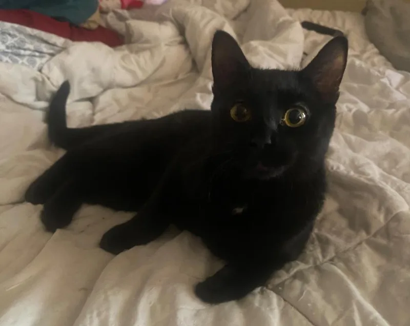 A baby medium-sized female Black Domestic Short Hair cat named Pepper for adoption in Glendale, AZ