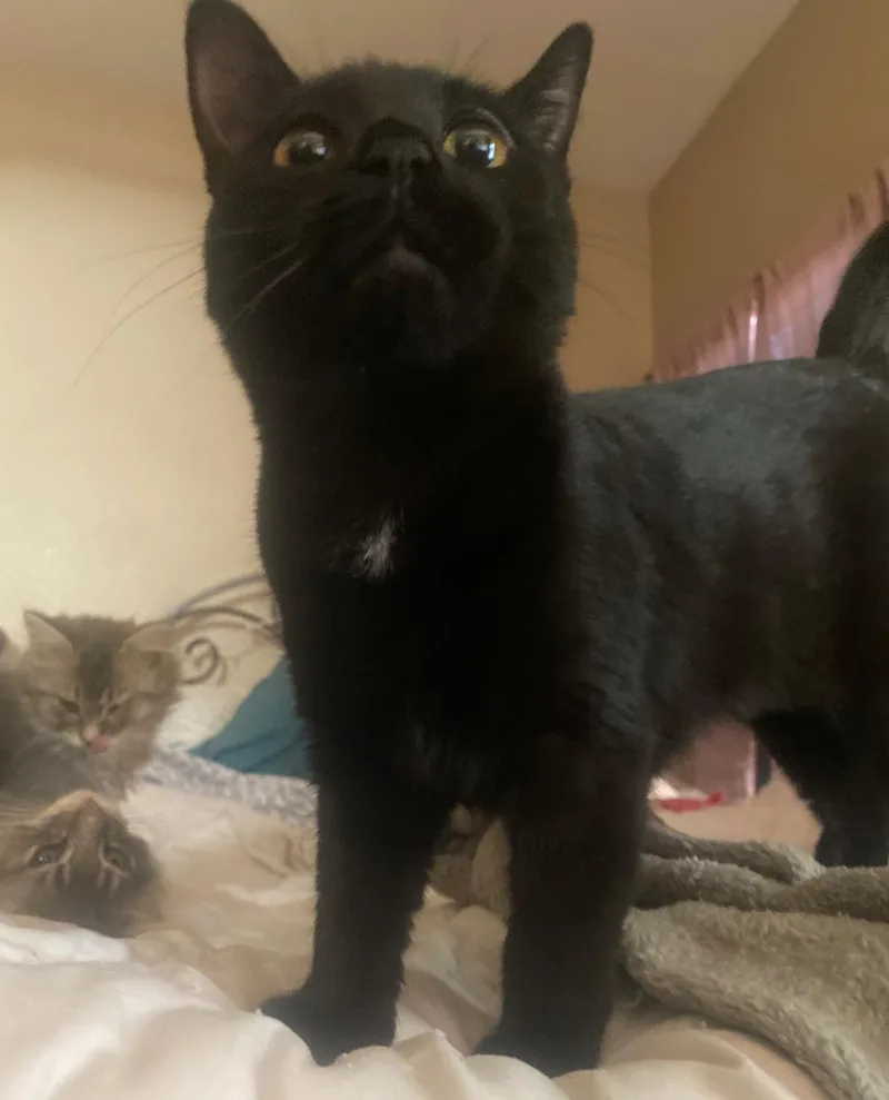 Pepper thumbnail 2