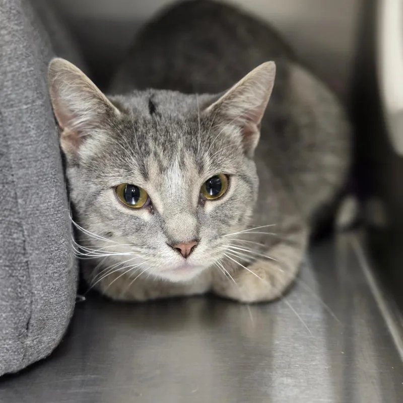 A young medium-sized female Gray / Blue / Silver Domestic Short Hair cat named Piddles for adoption in East Smithfield , PA