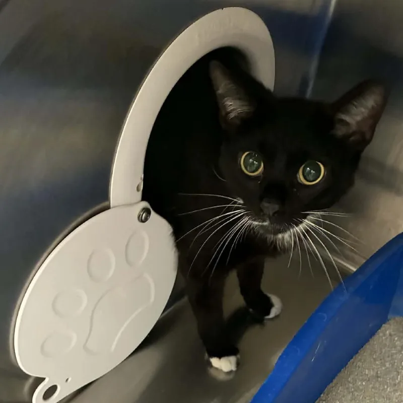 An adult medium-sized female Black & White / Tuxedo Domestic Short Hair cat named Ganache for adoption in Evanston, IL