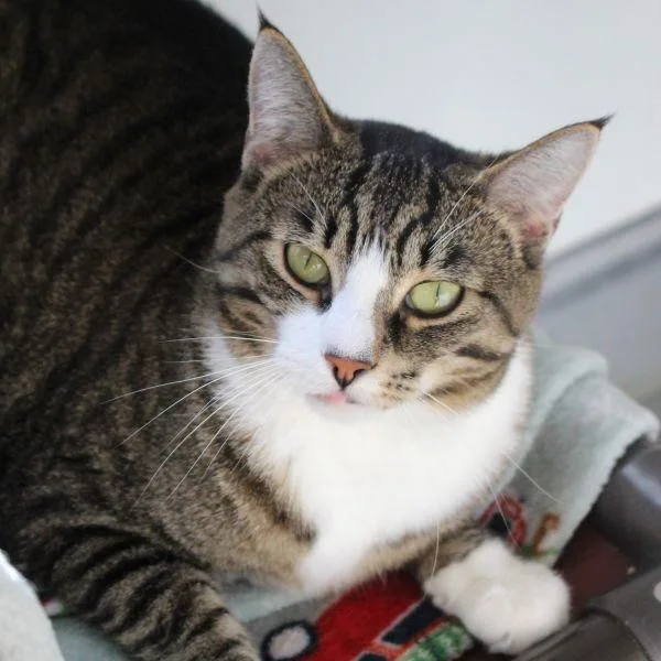 An adult small-sized female Domestic Short Hair cat named Hera  Bonded Buddy for adoption in Des Moines, IA