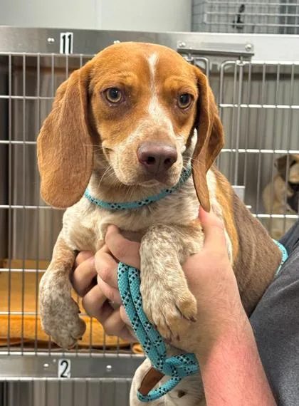 An adult medium-sized female Beagle dog named Wanda for adoption in Bowling Green, KY