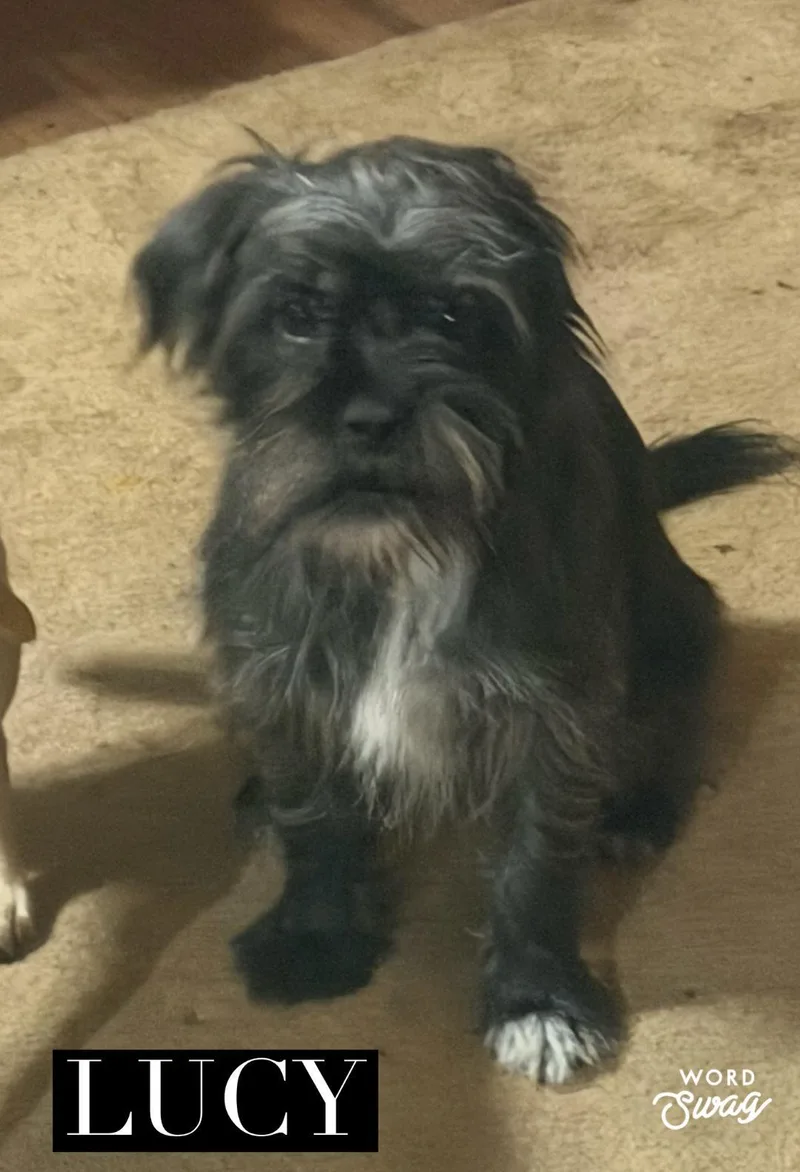 An adult small-sized male Black Shih Tzu dog named Lucy for adoption in canyon lake, TX
