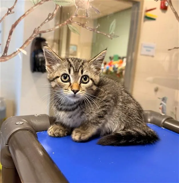 A baby small-sized male Domestic Short Hair cat named Richie for adoption in Statesville, NC