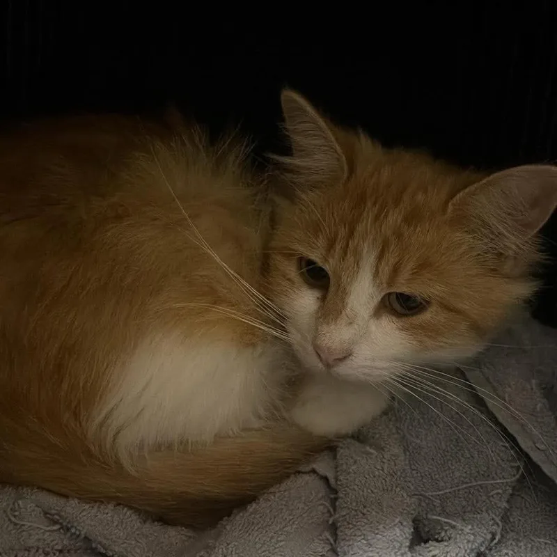 A young small-sized female Orange / Red Domestic Long Hair cat named Citrus for adoption in Pittsburg, KS