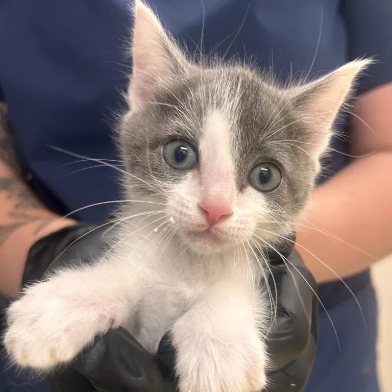 A baby small-sized female Gray / Blue / Silver Domestic Short Hair cat named Cantaloupe for adoption in Reno, NV