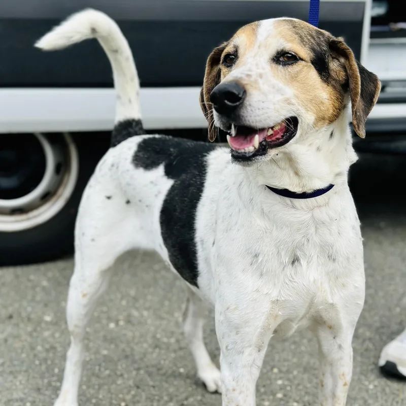 An adult large-sized male Tricolor (Brown, Black, & White) Hound dog named Gizmo for adoption in Manahawkin, NJ