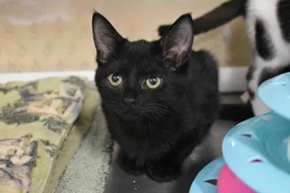 A young medium-sized female Domestic Short Hair cat named Ziva for adoption in Kansas City, MO