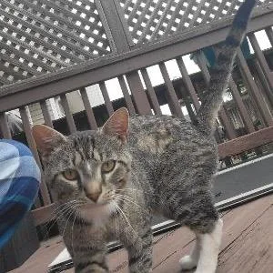 A young small-sized female Tortoiseshell Domestic Short Hair cat named Griff Carpenter for adoption in Merrifield, VA