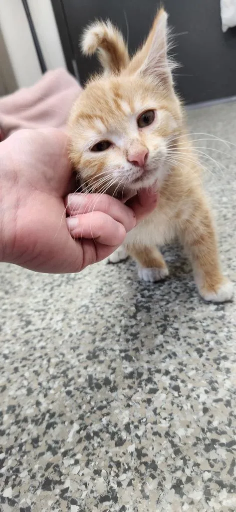A baby medium-sized male American Shorthair cat named Big Kahuna for adoption in Van Wert, OH