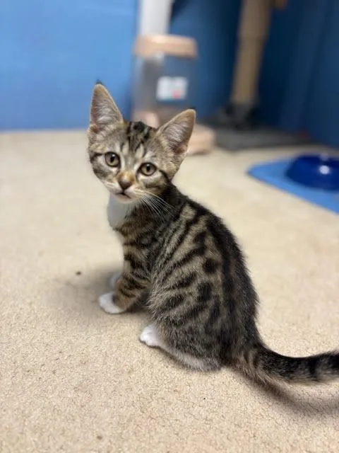 A baby medium-sized female Domestic Short Hair cat named Fig Willow Grove for adoption in Greenville, DE