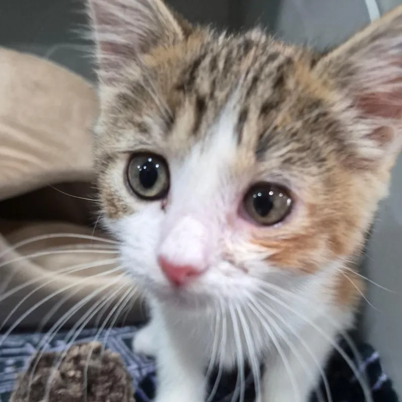 A baby small-sized female White Domestic Short Hair cat named Lanie for adoption in Bismarck, ND