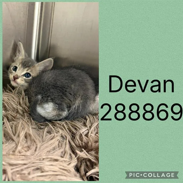 A baby small-sized male Domestic Short Hair cat named Devan for adoption in Macon, GA