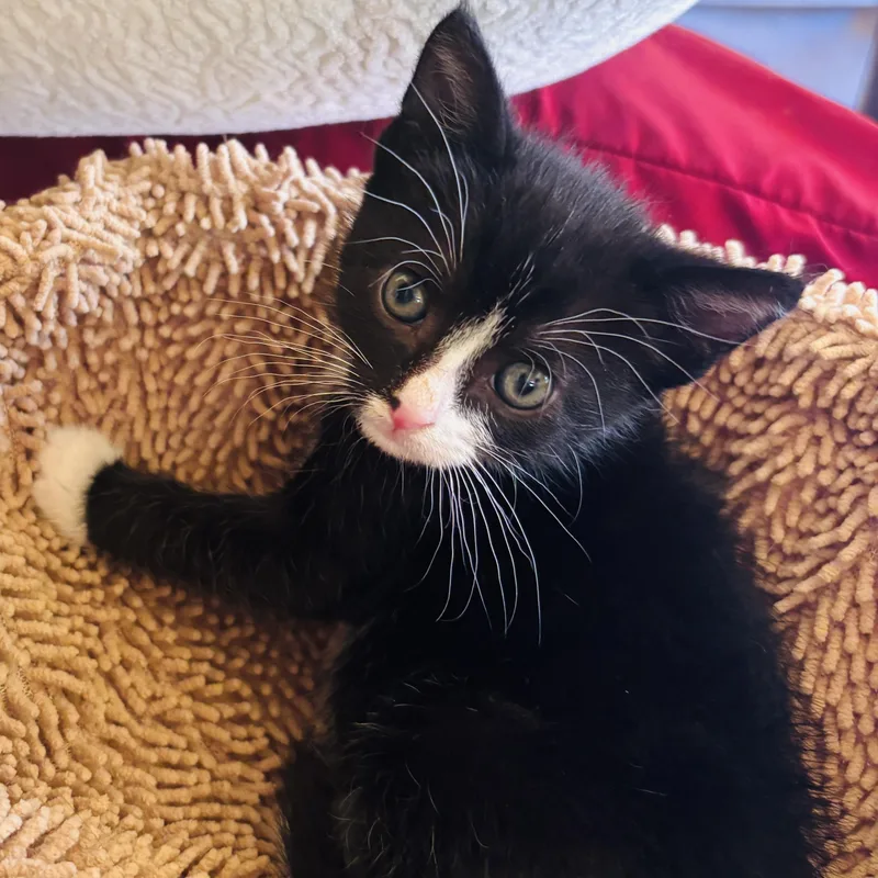 A baby medium-sized male Tuxedo cat named Panda for adoption in Pinole, CA