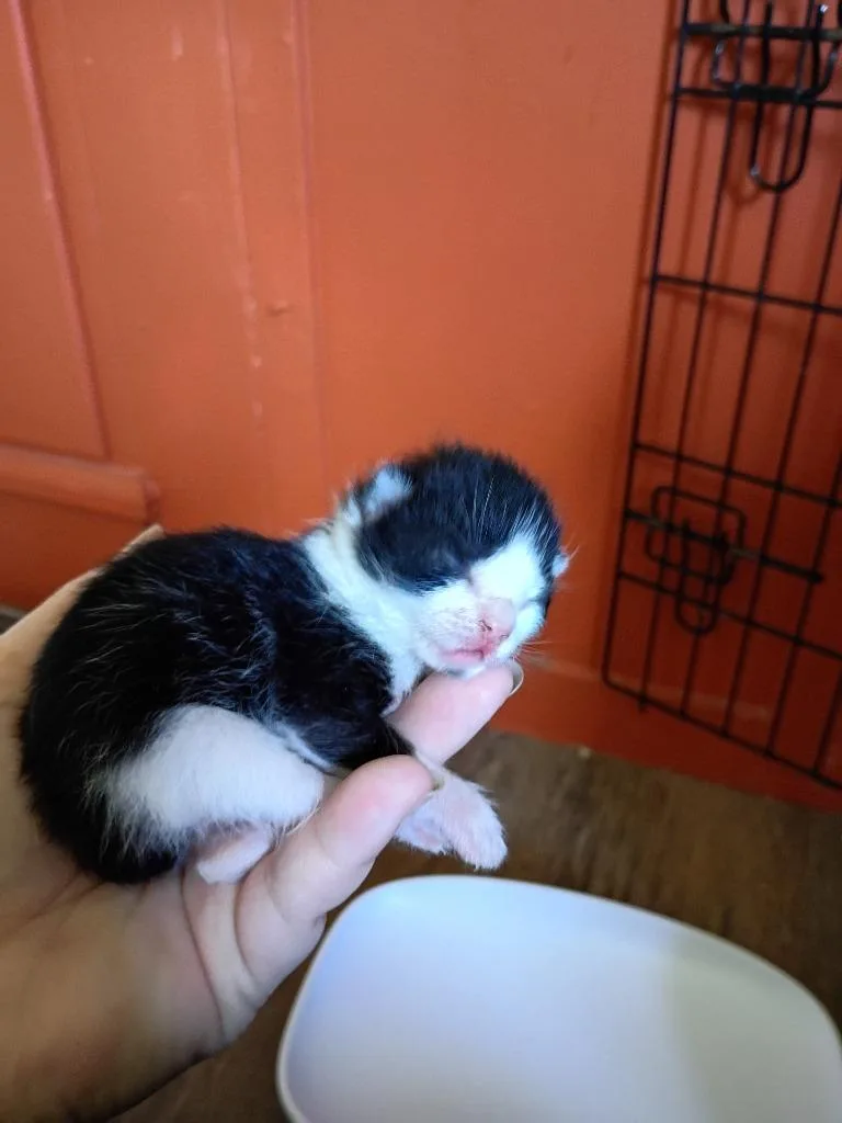 Peanut thumbnail 4