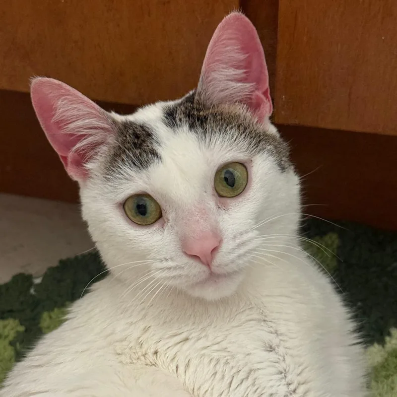 An adult small-sized female White Domestic Short Hair cat named Lucy for adoption in Falls Church, VA