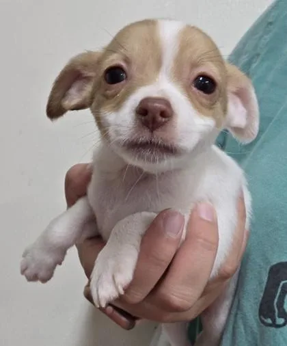 A baby small-sized female Chihuahua dog named Melody for adoption in Malvern, PA