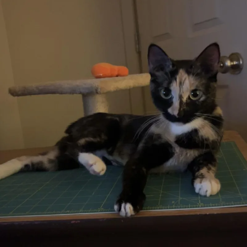 Judith thumbnail 2