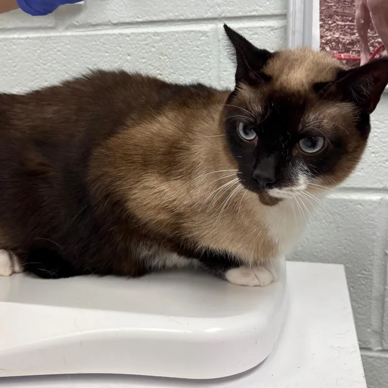 An adult large-sized male Siamese cat named Casper for adoption in Chattanooga, TN