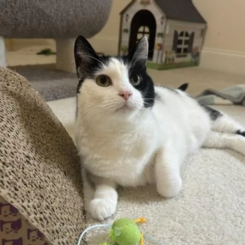 An adult medium-sized female Black & White / Tuxedo American Shorthair cat named Lady Harmony for adoption in Bristow, VA