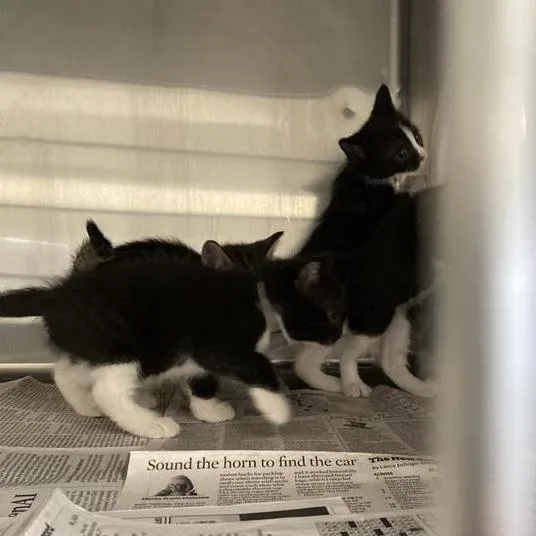 A baby small-sized male Black Domestic Short Hair cat named Teal for adoption in Hawthorne, CA