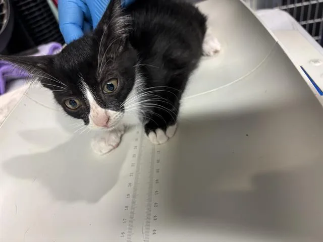 A baby small-sized female Domestic Short Hair cat named Espresso for adoption in Grand Prairie, TX