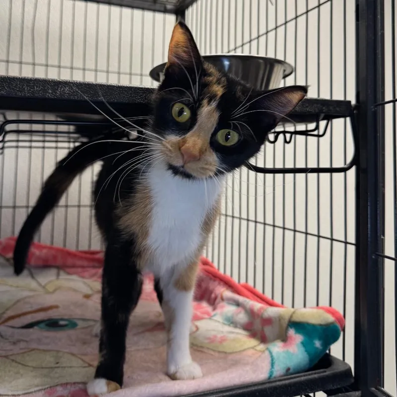A young medium-sized female Domestic Short Hair cat named Mj for adoption in Saginaw, MI