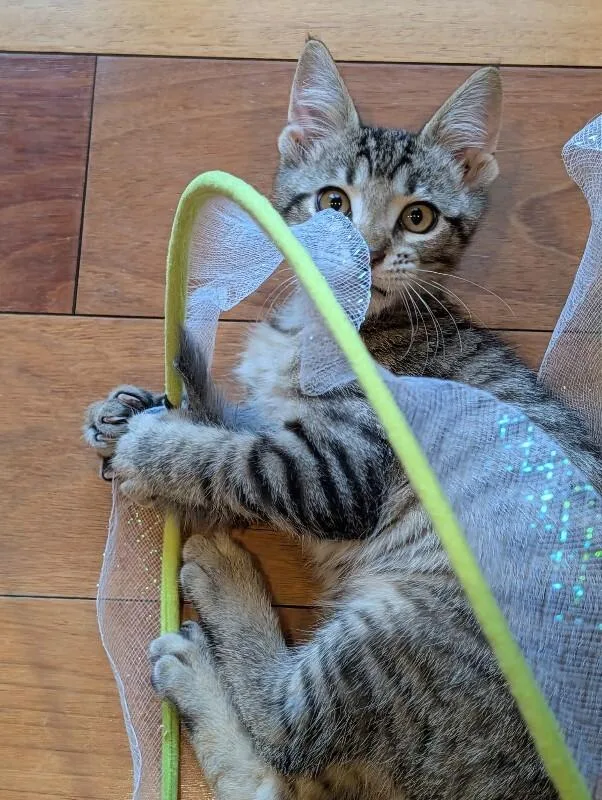 A young medium-sized male Tabby (Brown / Chocolate) Tabby cat named Yoda for adoption in Kennewick, WA