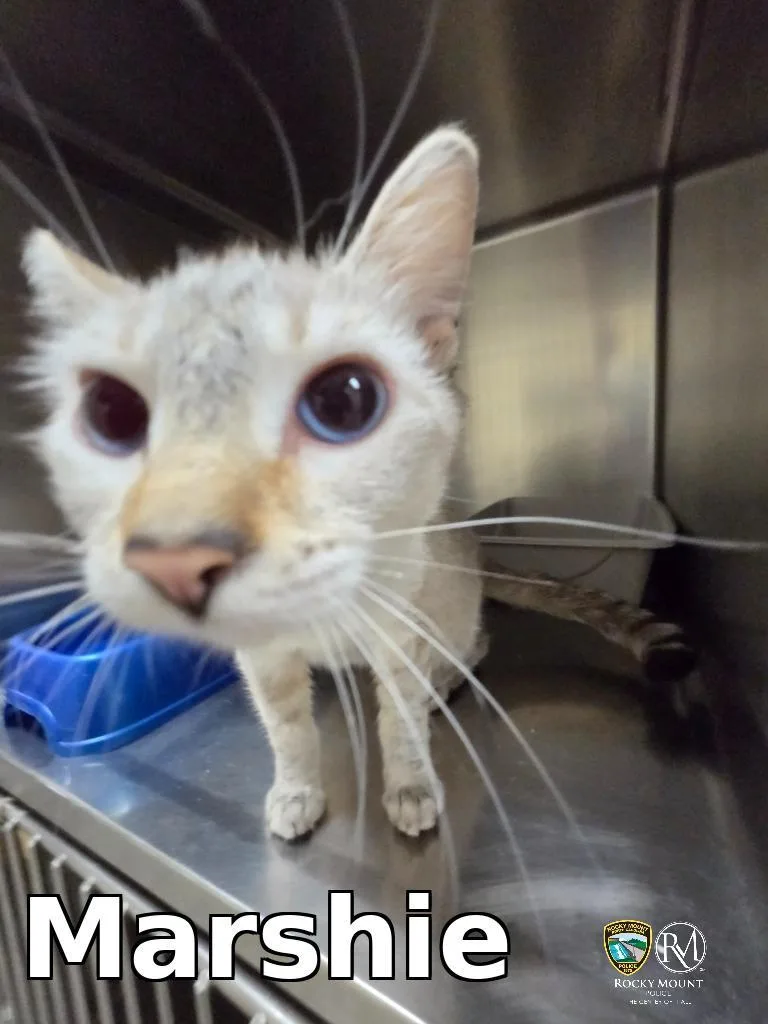 A young medium-sized female Domestic Short Hair cat named Marshie for adoption in Rocky Mount, NC