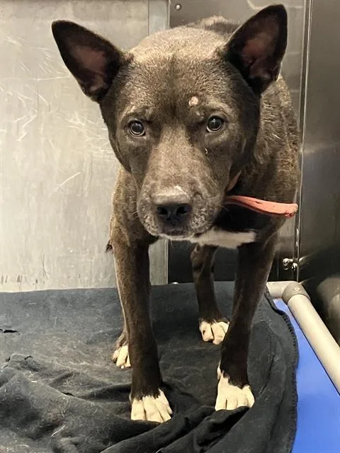 A young medium-sized male Mixed Breed dog named Bullet for adoption in Dallas, TX