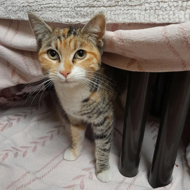 Skittles thumbnail 2